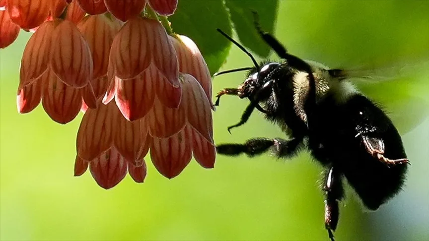 Yaban arıları, koloni ihtiyacına ve mevsim değişikliğine göre beslenme alışkanlıklarını düzenliyor