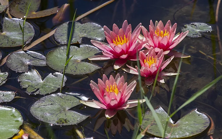 Gölcük ve Abant’ta çiçekler doğaya renk katıyor