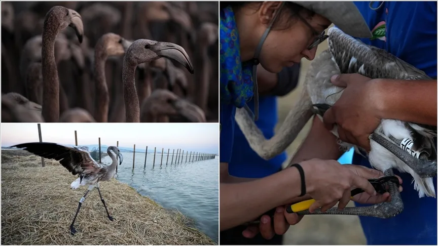 İzmir Kuş Cenneti’nde 650 yavru flamingo halkalandı