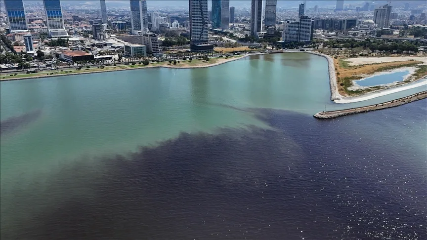 İzmir Körfezi’nde balık ölümleri yeniden başladı
