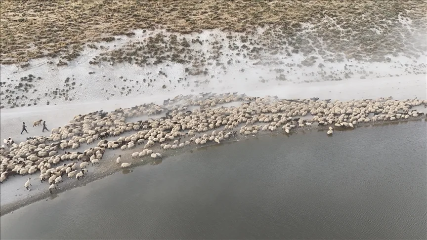 Küçükbaş hayvan sürüleri Nemrut Dağı’ndaki gölde serinliyor