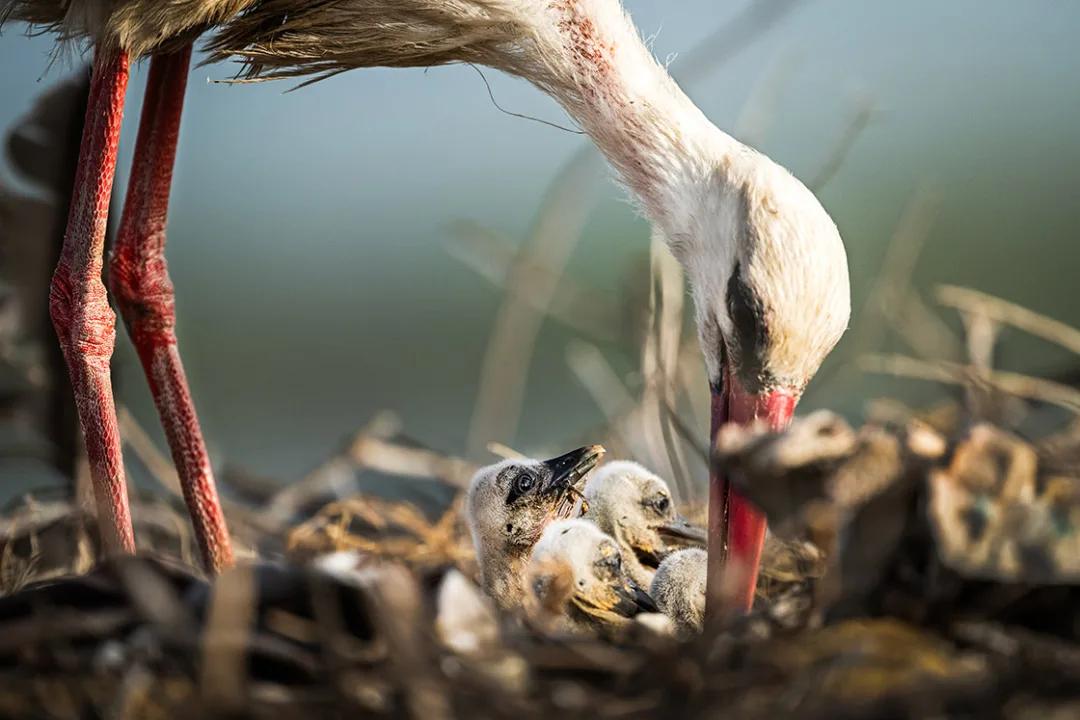 Yaren leyleğin yavruları göç yolculuğuna başladı