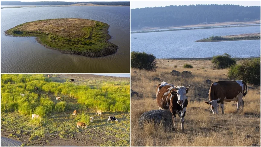Seben Gölü’nde ortaya çıkan adacıklar, ineklerin otlağı oldu