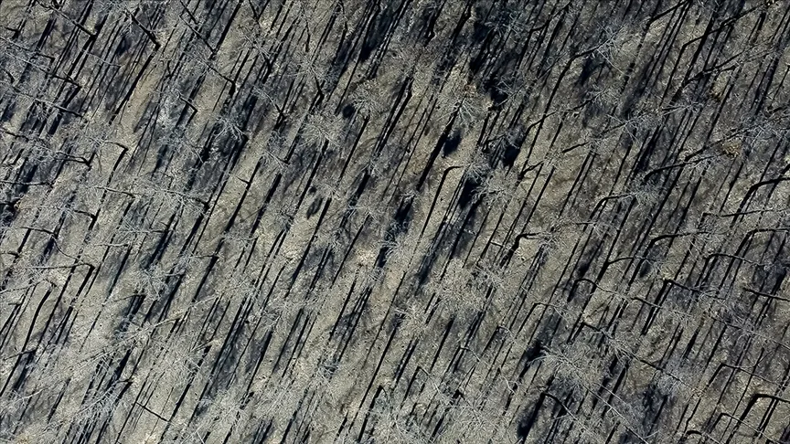 İspanya’da devam eden orman yangınlarında 407 bin hektardan fazla alan kül oldu