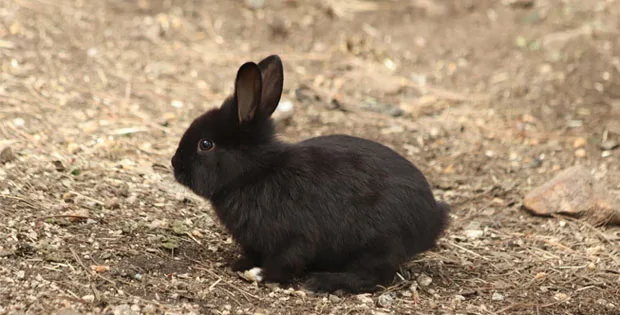 Doğanın En Sevimli Canlılarından Tavşanlar