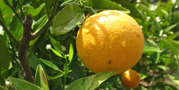 Portakalın Adı Nereden Geliyor