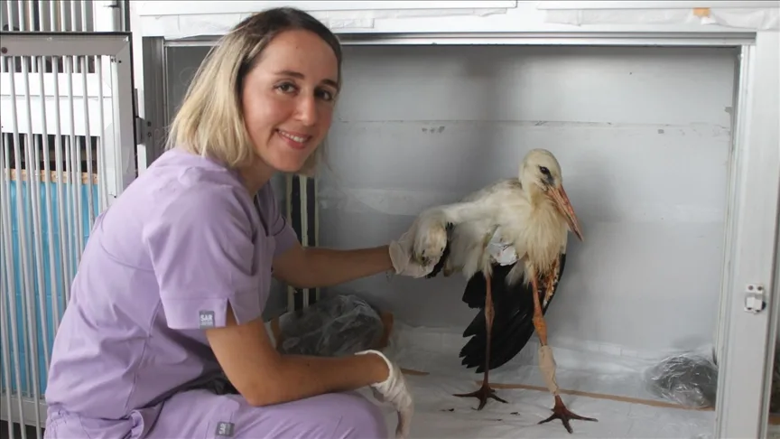 Kızılırmak Deltası’nda bulunan yaralı leylekler tedavi edilerek göçe hazırlanıyor