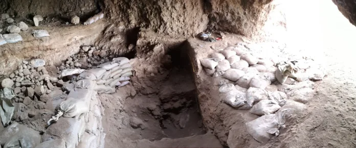 Orta Asya’da Tarımın En Eski Kanıtlarından Biri Bulundu