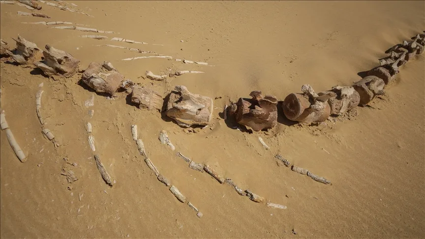 Avustralya’da yaklaşık 26 milyon yıllık keskin dişli balina türü keşfedildi