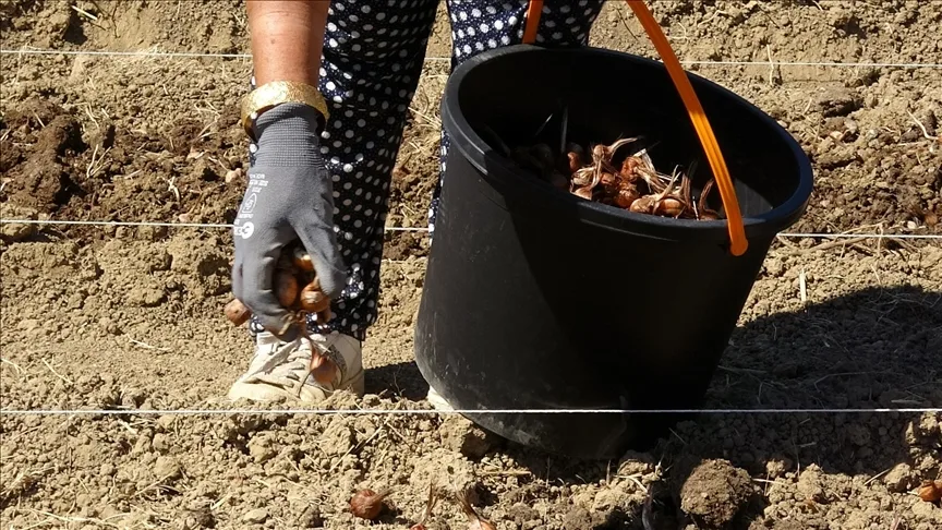 Karabük’te safran soğanı toprakla buluştu