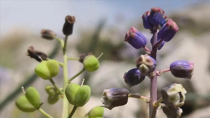 Konya’da keşfedilen yeni bitki türü “Konya Sümbülü” ismiyle literatüre kazandırıldı
