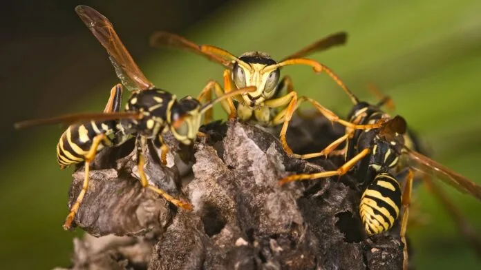 Eski Nükleer Silah Test Bölgesinde Radyoaktif Arı Yuvası Bulundu