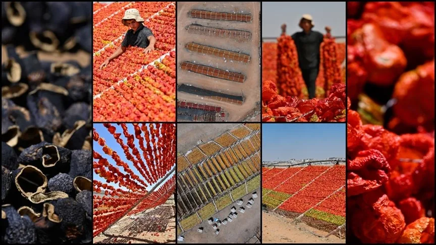 Gaziantep’te kurutmalık sezonunda tepeler kırmızı, mor ve yeşile büründü