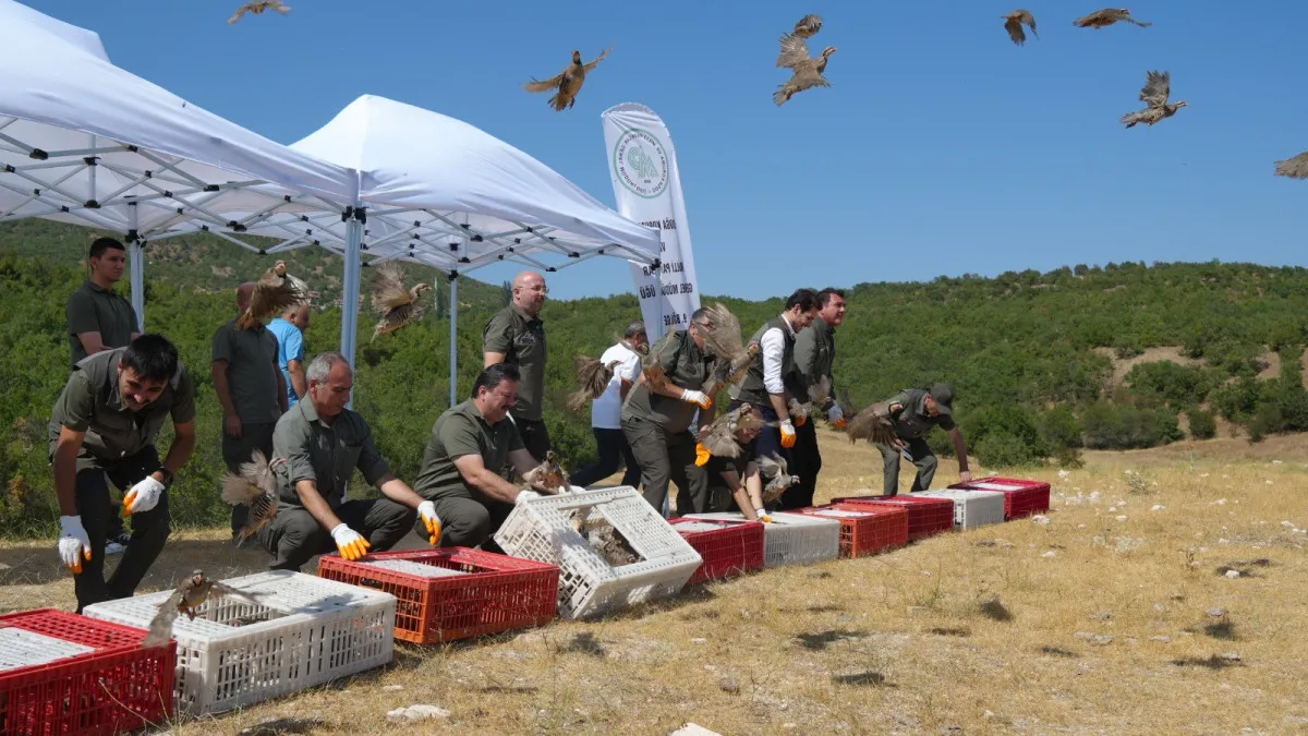 Son 10 yılda 1 milyona yakın keklik doğaya salındı.