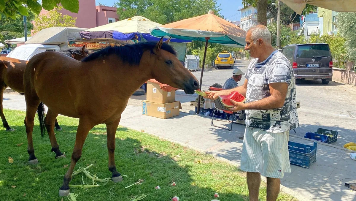 Manisa’da yılkı atlarına kavun-karpuzlu karşılama
