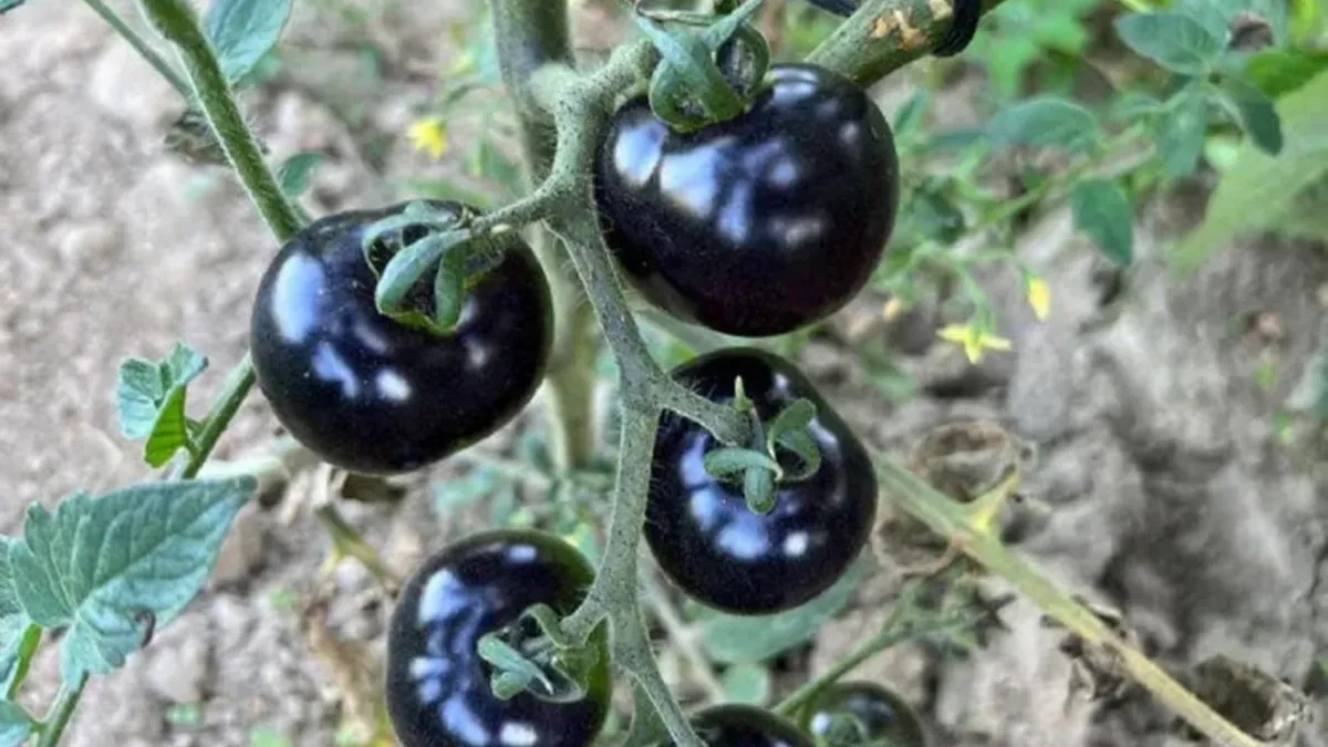 Hakkari Yüksekova’da siyah domates yetiştiriliyor