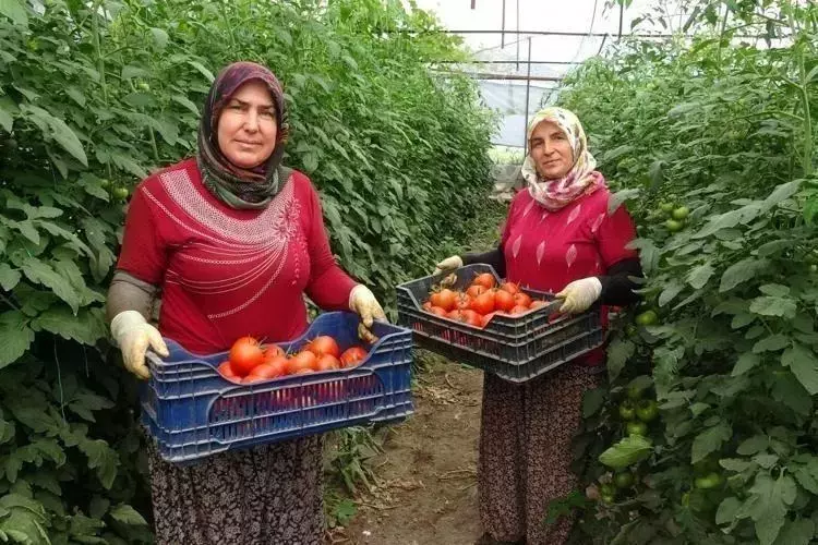 Mersin’de hasadı başladı! Tıkalı damarları yağ çözücü gibi açıp, kemikleri beton gibi güçlendiriyor