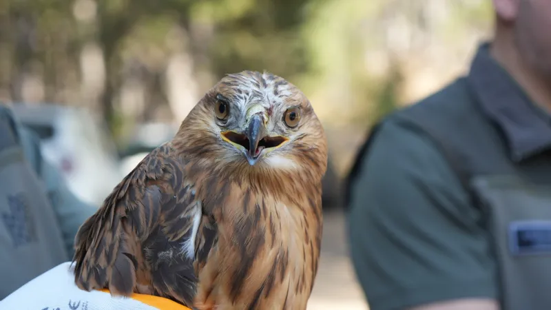 Doğaya dönüş yapan 76 bin hayvan, DKMP’nin büyük başarısı