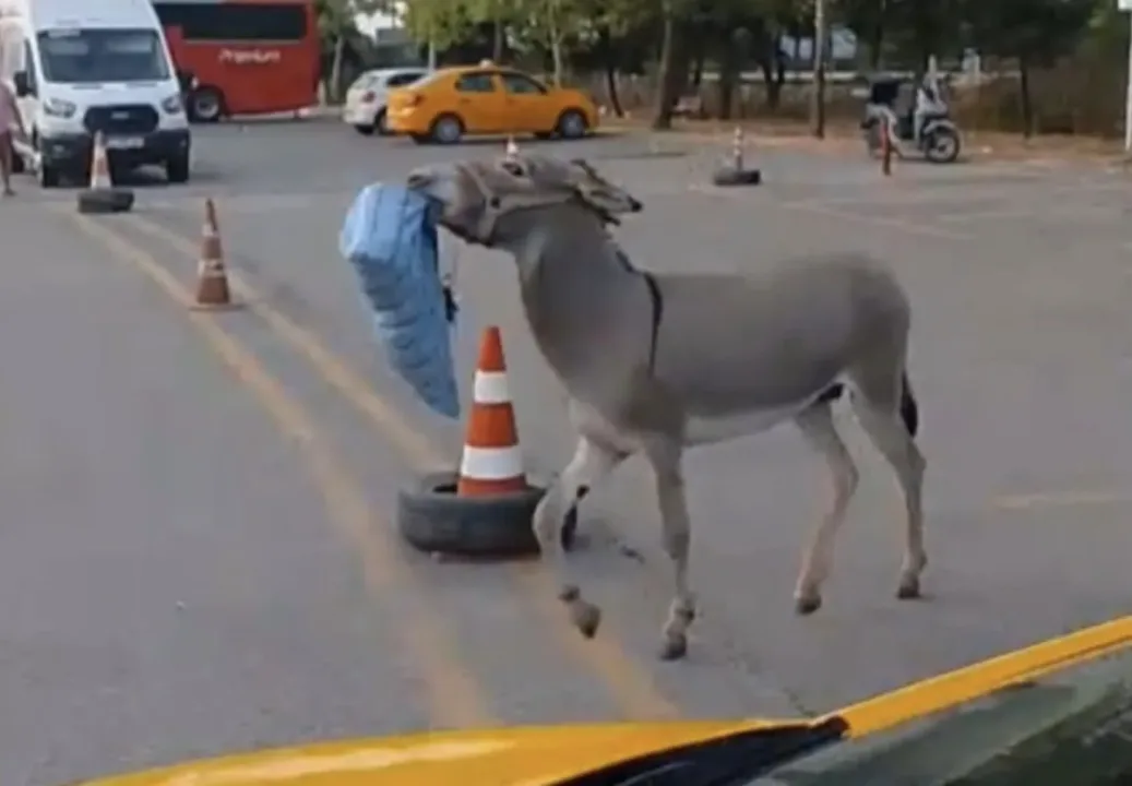 Edirne Otogarı’nın hırsız eşeği bu kez otobüs şoförünün yastığını çaldı
