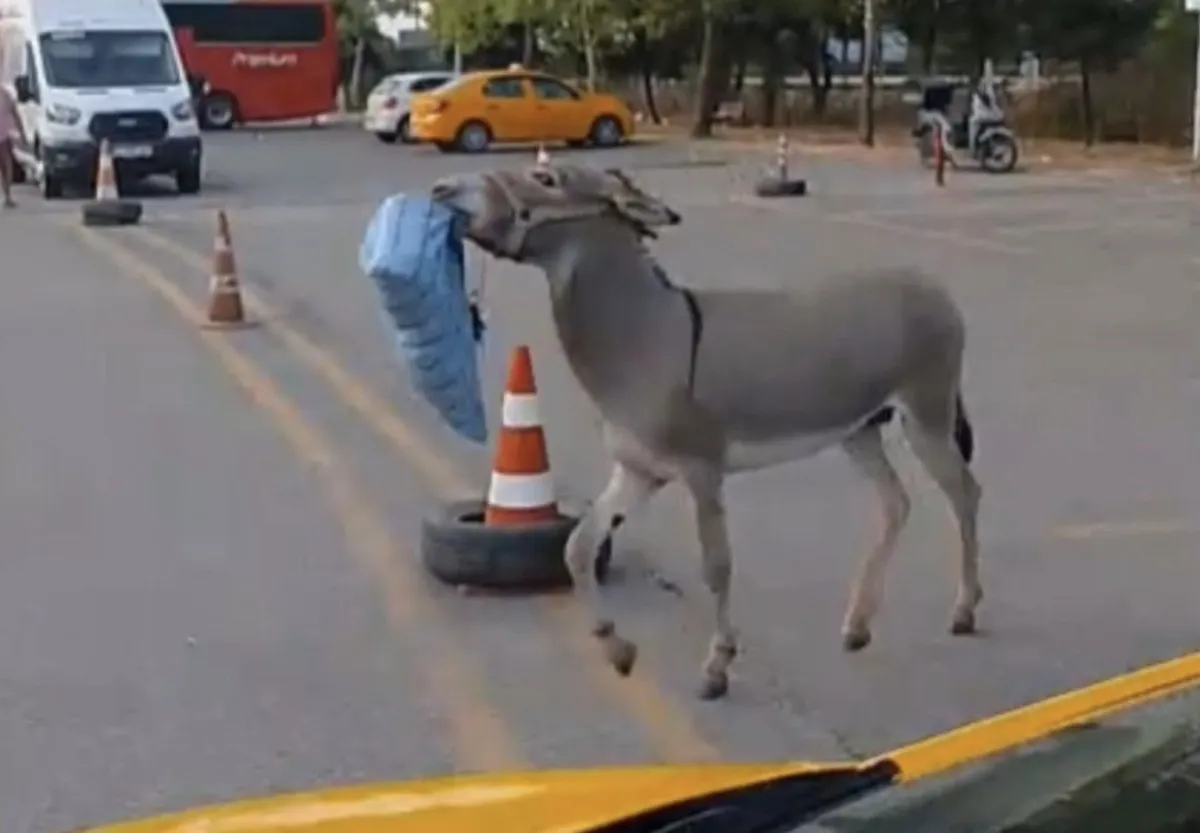 Edirne Otogarı’nın hırsız eşeği bu kez otobüs şoförünün yastığını çaldı