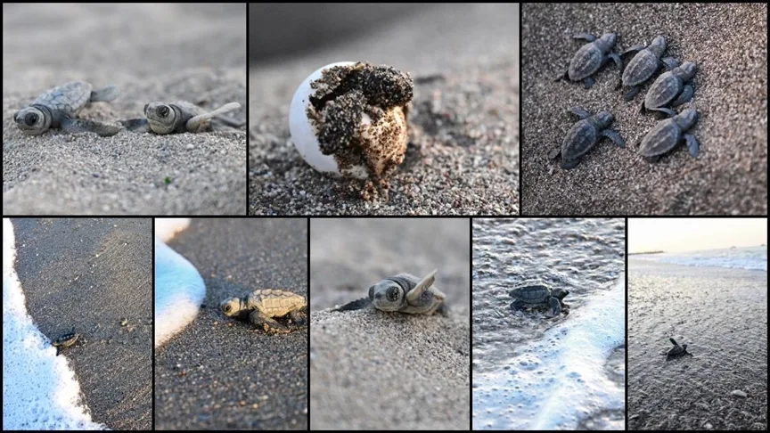 Antalya’da caretta caretta yavrularının denizle buluşmaları görüntülendi