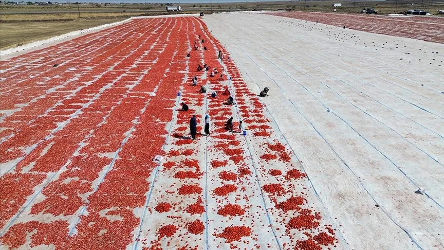 Şanlıurfa’da kuraklık ve aşırı sıcak domates üretimini düşürdü