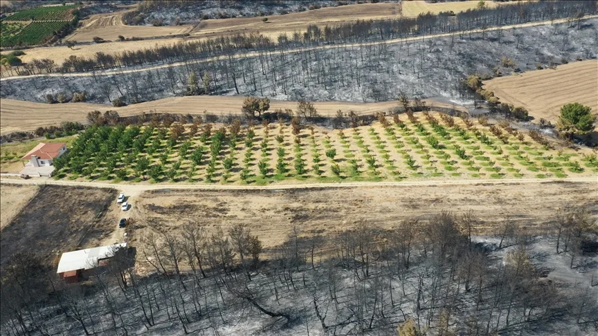 Çanakkale Gelibolu yangını, düzenli bakım yapılan ceviz bahçesini teğet geçti