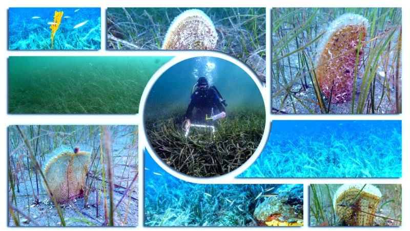 Pina ve deniz çayırları Marmara Denizi’ne nefes oluyor