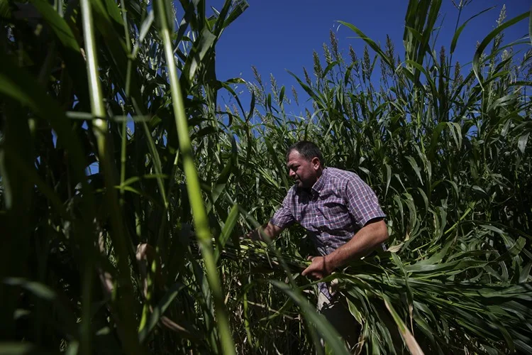 Kuraklık İzmir’deki besicileri sorgum sudan otuna yöneltti