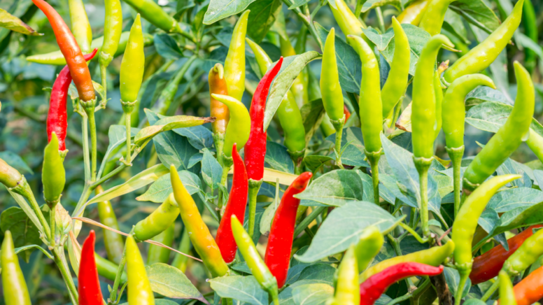 Biberin sapında bu işaret varsa acıdır.. Adanalı taktiği