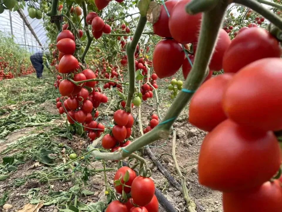 Temmuz Ayında Domates Fiyatları Yükseldi