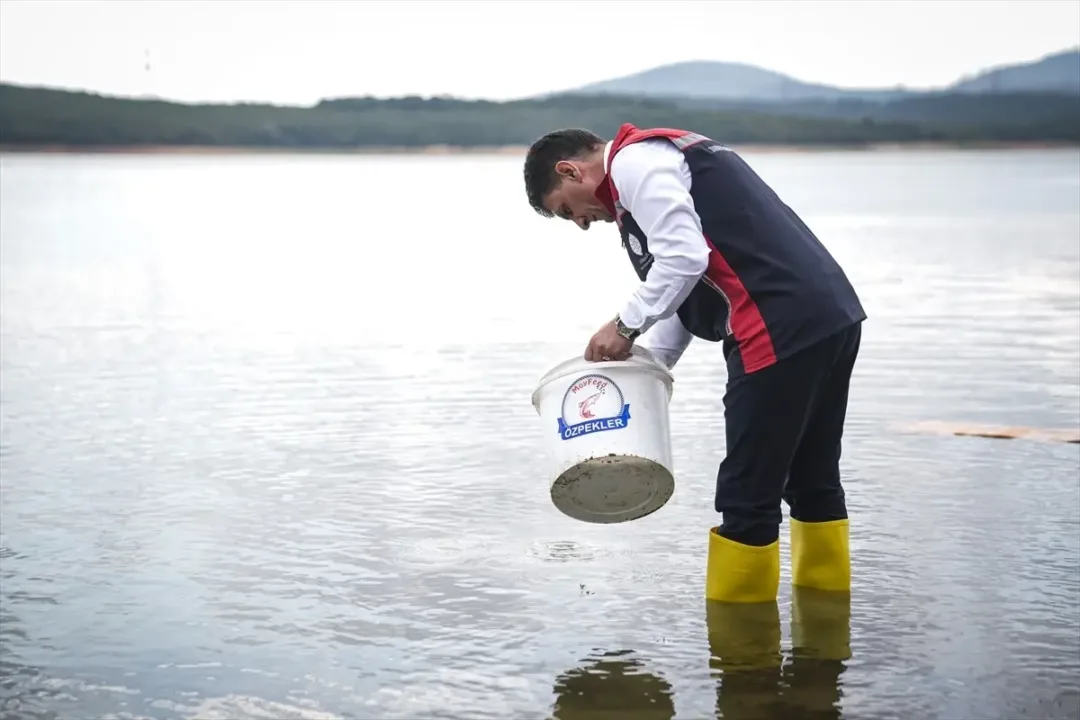 İstanbul’da 3,7 Milyon Sazan Yavrusu Göletlere Salındı