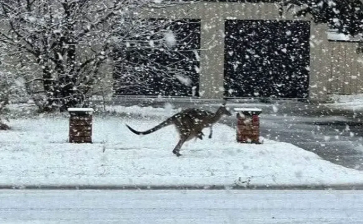 Dünyanın öbür yarımküresinde 45 yıldır görülmemiş kış ve kar yağışı