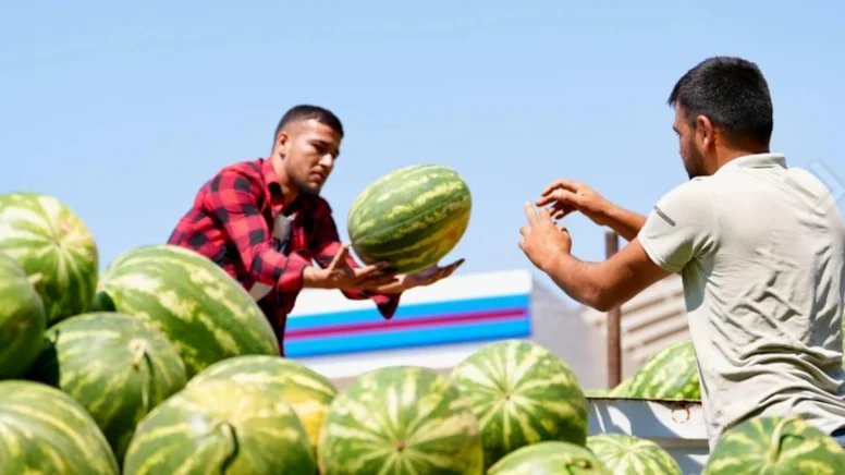 Belediye ‘3 Ağustos Dünya Karpuz Günü’nde tonlarca karpuzu satın aldı