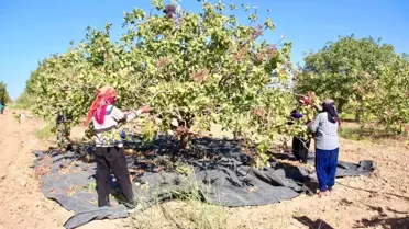 Ceylanpınar’da Fıstık Hasadı Başladı