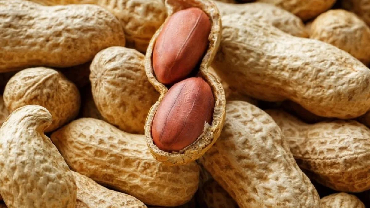 Türkiye’den gönderilen fıstıklar Avrupa Birliği’nin gıda güvenliği denetimlerine takıldı