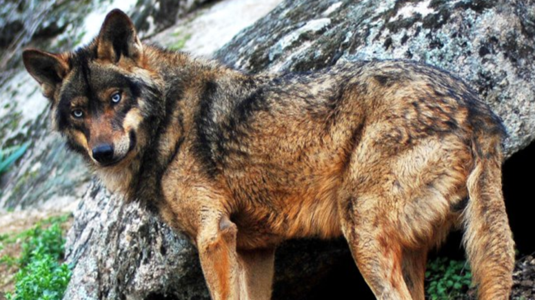 İnsanlık için utanç verici bir avlanma böyle bir nesli yok etti!