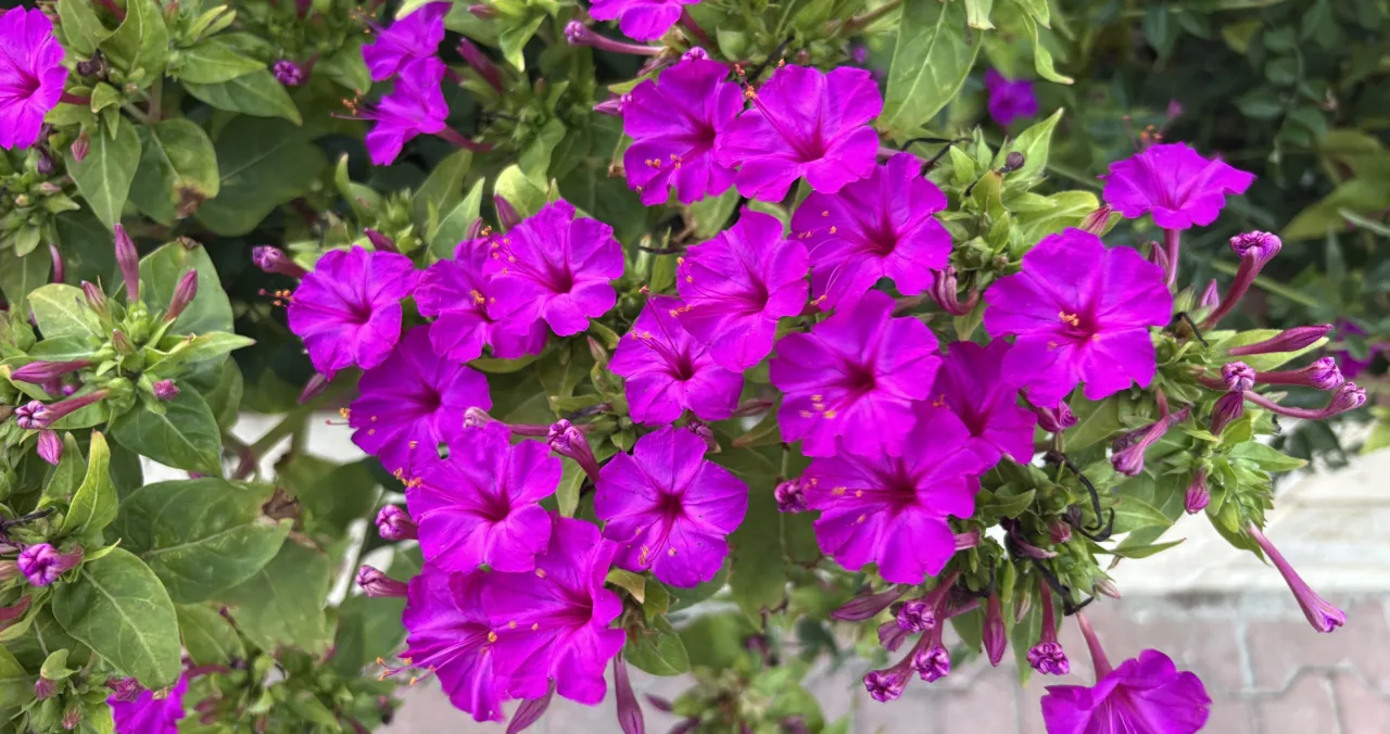 Karanlığa Doğan Çiçek: Akşam Sefası