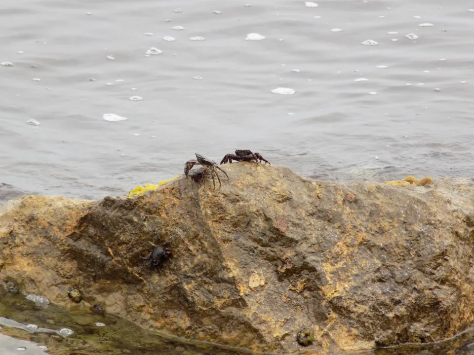 Karadeniz’in Benekli Kaya Yengeçleri