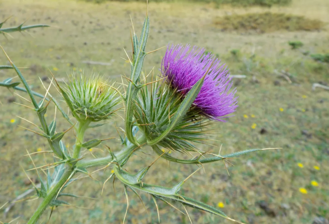 Dikenlerin Arasında Gizlenen Şifa