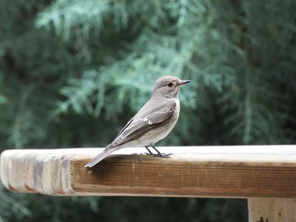 Doğanın Minik Avcıları Benekli Sinekkapanlar