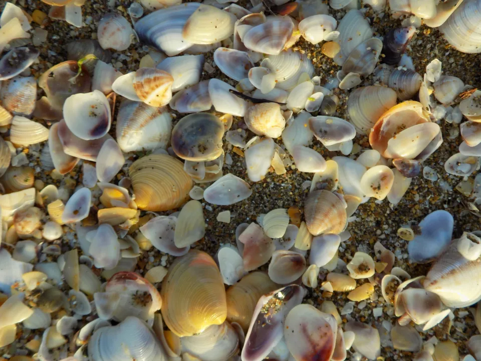 Sahilleri Süsleyen Deniz Kabukları