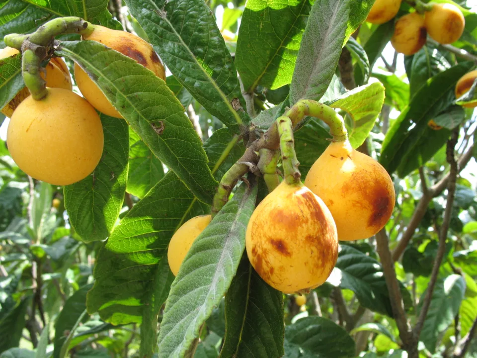 Yenileyici Bir Besin Yenidünya