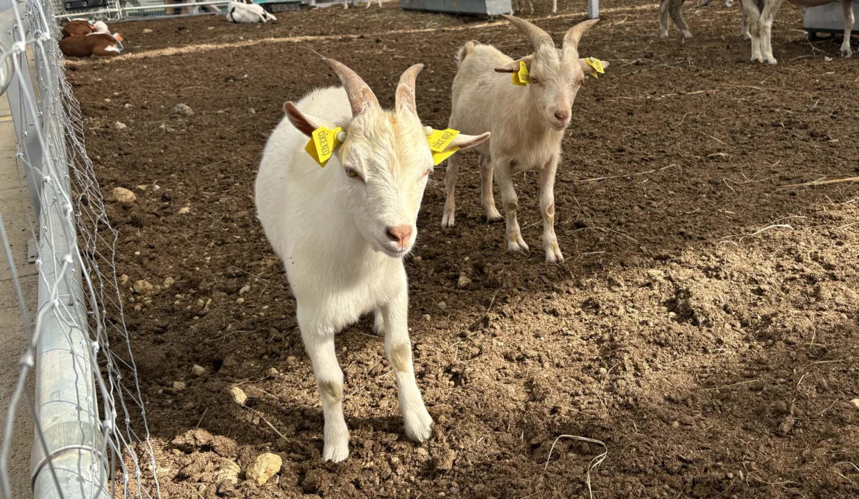 Minik Boyutlarıyla Büyük İlgi Gören Cüce Keçiler