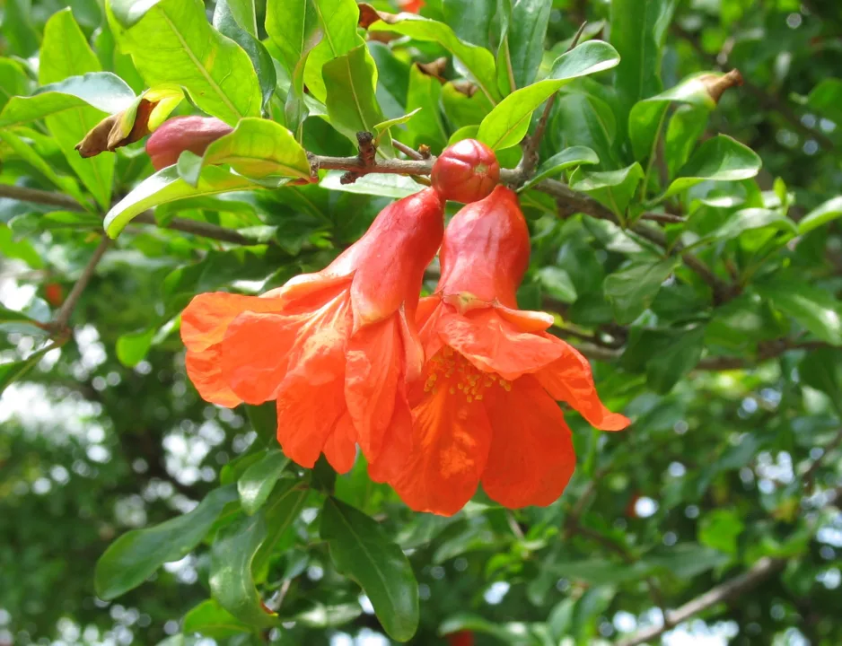 Görüntüsü Kadar İçeriği De Etkileyici Bir Çiçek: Narçiçeği