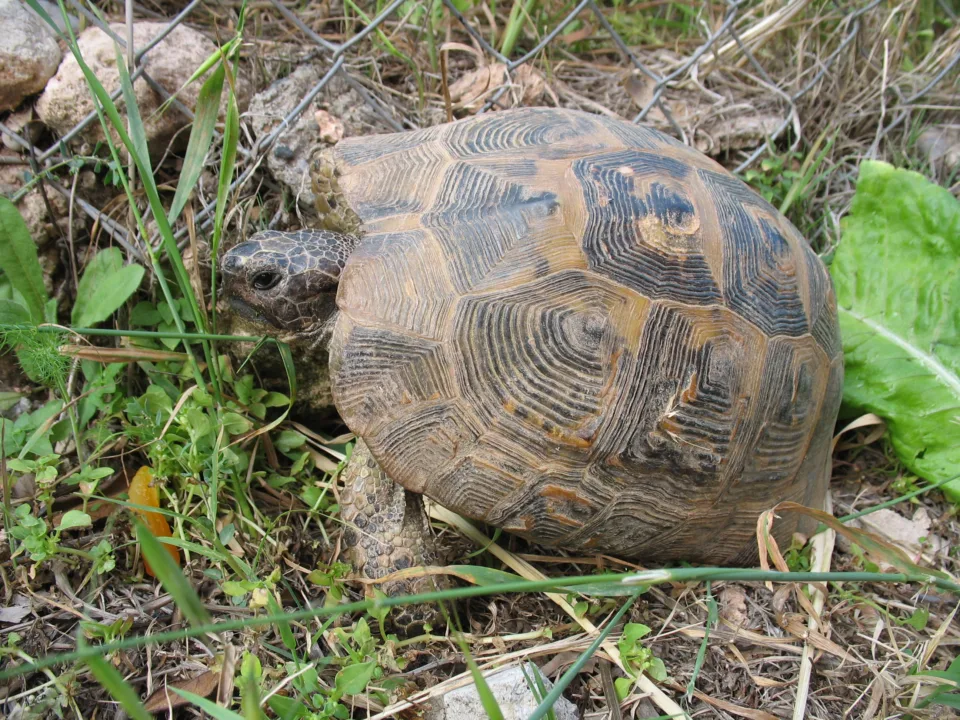 Sakin Ve Uzun Bir Yaşam Hikâyesi