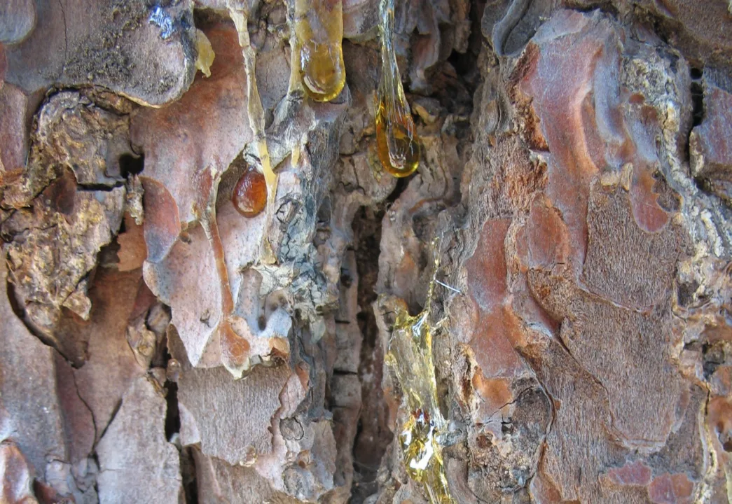 Yaralanmış Ağaçları Tedavi Eden Reçine