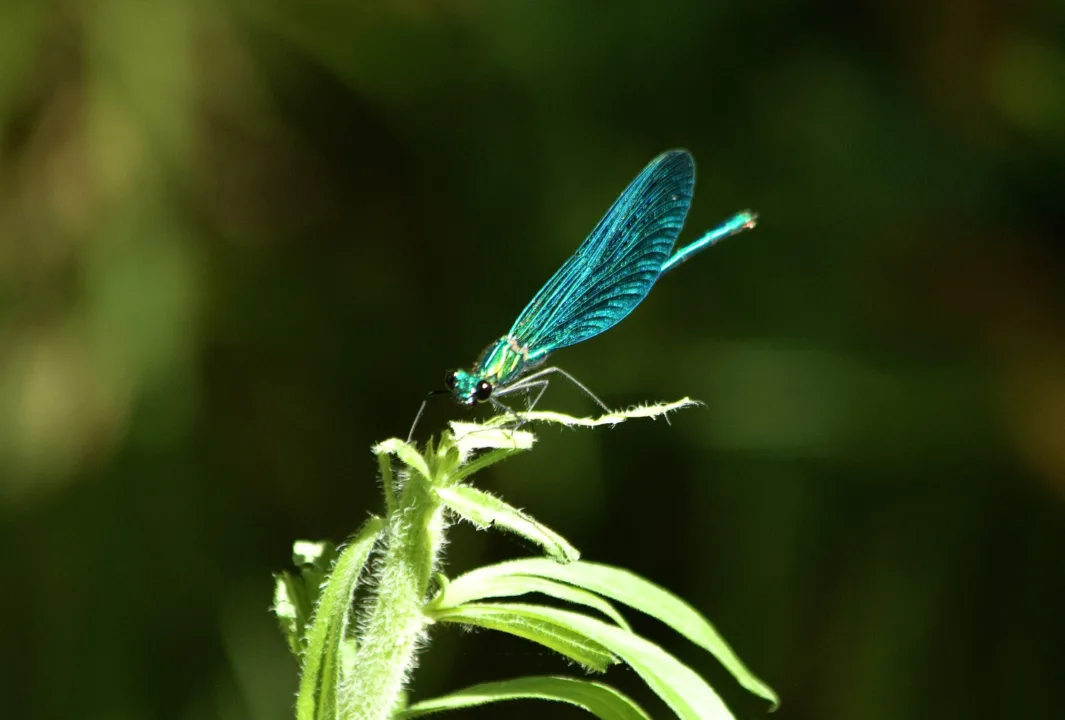 Suda Başlayıp Havada Biten Bir Yaşam