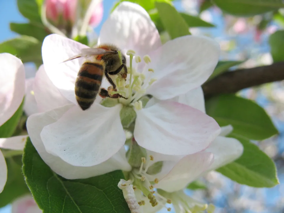 Bir Çiçekle Başlayan Balın Hikâyesi
