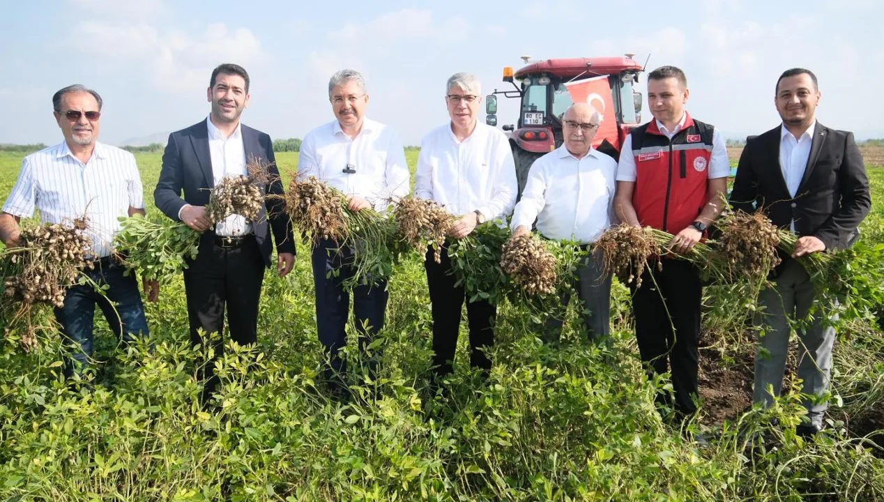 Osmaniye Yerfıstığı Hasadı Törenle Başladı